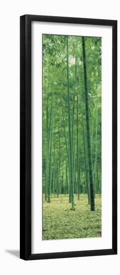 Bamboo Forest Nagaokakyo Kyoto Japan-null-Framed Photographic Print