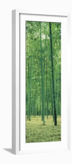 Bamboo Forest Nagaokakyo Kyoto Japan-null-Framed Photographic Print