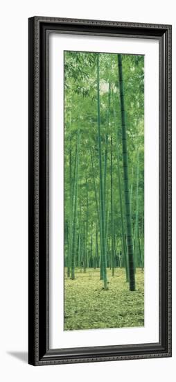 Bamboo Forest Nagaokakyo Kyoto Japan-null-Framed Photographic Print