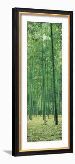 Bamboo Forest Nagaokakyo Kyoto Japan-null-Framed Photographic Print