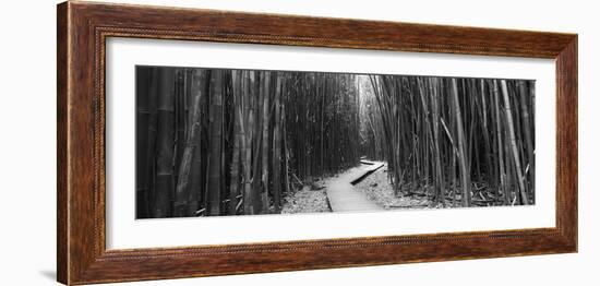 Bamboo Forest, Oheo Gulch, Seven Sacred Pools, Hana, Maui, Hawaii, USA-null-Framed Photographic Print