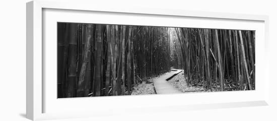 Bamboo Forest, Oheo Gulch, Seven Sacred Pools, Hana, Maui, Hawaii, USA-null-Framed Photographic Print