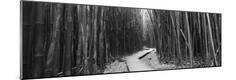Photographic Print