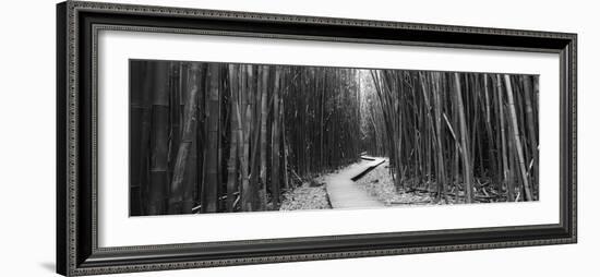 Bamboo Forest, Oheo Gulch, Seven Sacred Pools, Hana, Maui, Hawaii, USA-null-Framed Photographic Print