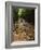 Bamboo Forest on the Waimoku Falls Trail, South of Hana, Maui, Hawaii, USA-Charles Sleicher-Framed Photographic Print