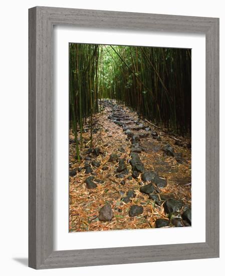 Bamboo Forest on the Waimoku Falls Trail, South of Hana, Maui, Hawaii, USA-Charles Sleicher-Framed Photographic Print