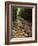 Bamboo Forest on the Waimoku Falls Trail, South of Hana, Maui, Hawaii, USA-Charles Sleicher-Framed Photographic Print