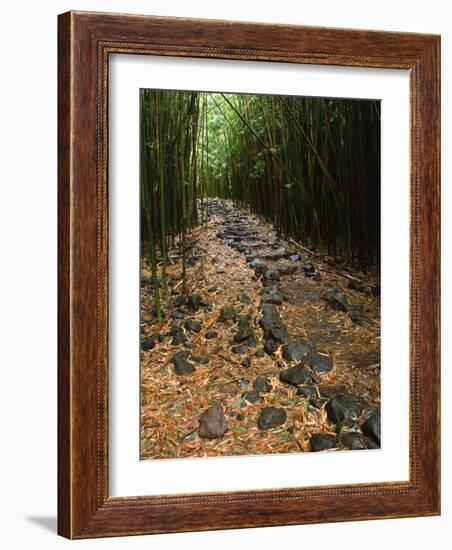 Bamboo Forest on the Waimoku Falls Trail, South of Hana, Maui, Hawaii, USA-Charles Sleicher-Framed Photographic Print