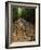 Bamboo Forest on the Waimoku Falls Trail, South of Hana, Maui, Hawaii, USA-Charles Sleicher-Framed Photographic Print