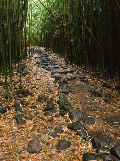 Bamboo Forest On The Waimoku Falls Trail South Of Hana Maui Hawaii Usa Photographic Print Charles Sleicher Art Com Bamboo Forest On The Waimoku Falls Trail South Of Hana Maui Hawaii Usa Photographic Print Charles Sleicher Art Com
