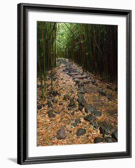 Bamboo Forest on the Waimoku Falls Trail, South of Hana, Maui, Hawaii, USA-Charles Sleicher-Framed Photographic Print