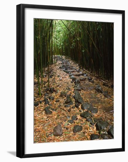 Bamboo Forest on the Waimoku Falls Trail, South of Hana, Maui, Hawaii, USA-Charles Sleicher-Framed Photographic Print