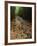 Bamboo Forest on the Waimoku Falls Trail, South of Hana, Maui, Hawaii, USA-Charles Sleicher-Framed Photographic Print