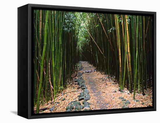 Bamboo Forest on the Waimoku Falls Trail, South of Hana, Maui, Hawaii, USA-Charles Sleicher-Framed Premier Image Canvas