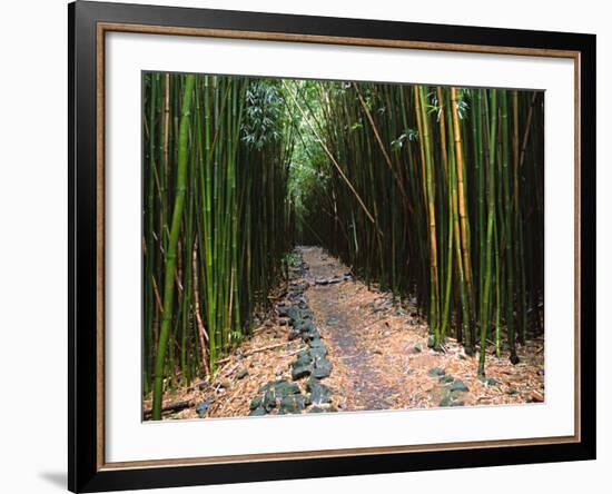 Bamboo Forest on the Waimoku Falls Trail, South of Hana, Maui, Hawaii, USA-Charles Sleicher-Framed Photographic Print