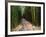 Bamboo Forest on the Waimoku Falls Trail, South of Hana, Maui, Hawaii, USA-Charles Sleicher-Framed Photographic Print