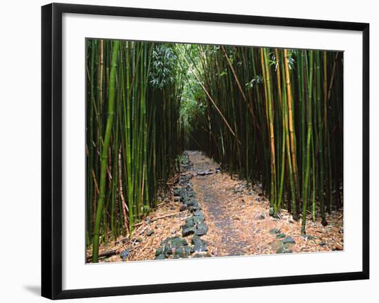 Bamboo Forest on the Waimoku Falls Trail, South of Hana, Maui, Hawaii, USA-Charles Sleicher-Framed Photographic Print