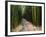 Bamboo Forest on the Waimoku Falls Trail, South of Hana, Maui, Hawaii, USA-Charles Sleicher-Framed Photographic Print