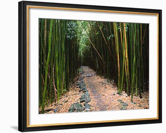 Bamboo Forest on the Waimoku Falls Trail, South of Hana, Maui, Hawaii, USA-Charles Sleicher-Framed Photographic Print