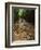 Bamboo Forest on the Waimoku Falls Trail, South of Hana, Maui, Hawaii, USA-Charles Sleicher-Framed Photographic Print