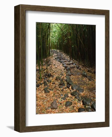 Bamboo Forest on the Waimoku Falls Trail, South of Hana, Maui, Hawaii, USA-Charles Sleicher-Framed Photographic Print