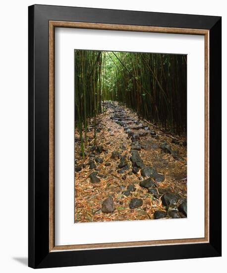 Bamboo Forest on the Waimoku Falls Trail, South of Hana, Maui, Hawaii, USA-Charles Sleicher-Framed Photographic Print