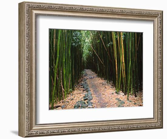 Bamboo Forest on the Waimoku Falls Trail, South of Hana, Maui, Hawaii, USA-Charles Sleicher-Framed Photographic Print