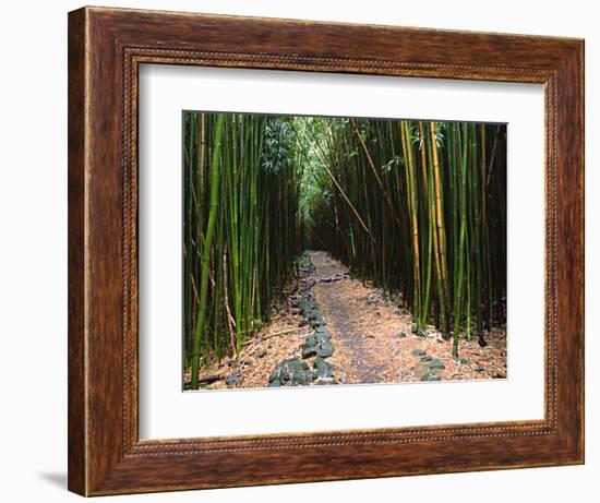 Bamboo Forest on the Waimoku Falls Trail, South of Hana, Maui, Hawaii, USA-Charles Sleicher-Framed Photographic Print