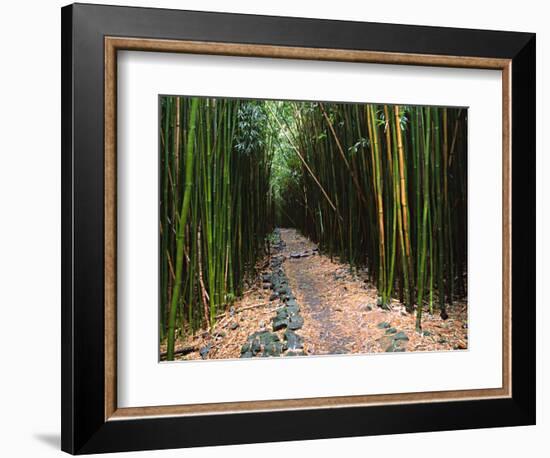 Bamboo Forest on the Waimoku Falls Trail, South of Hana, Maui, Hawaii, USA-Charles Sleicher-Framed Photographic Print