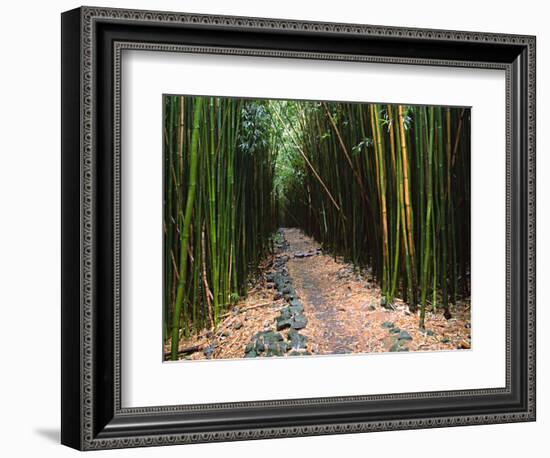 Bamboo Forest on the Waimoku Falls Trail, South of Hana, Maui, Hawaii, USA-Charles Sleicher-Framed Photographic Print