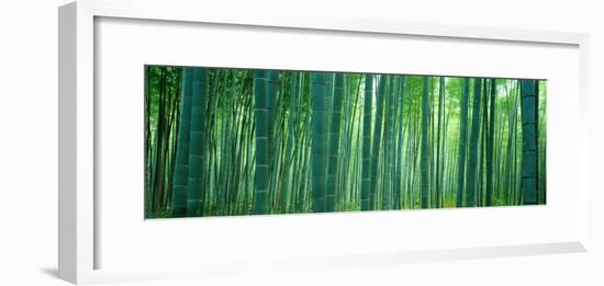 Bamboo Forest, Sagano, Kyoto, Japan-null-Framed Photographic Print