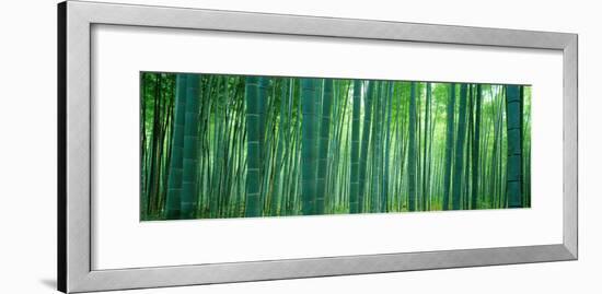 Bamboo Forest, Sagano, Kyoto, Japan-null-Framed Photographic Print