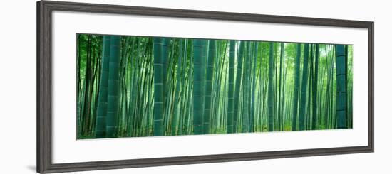 Bamboo Forest, Sagano, Kyoto, Japan-null-Framed Photographic Print