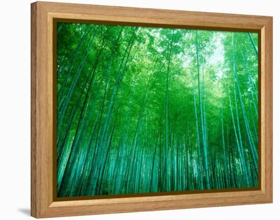 Bamboo Forest, Sagano, Kyoto, Japan-null-Framed Premier Image Canvas