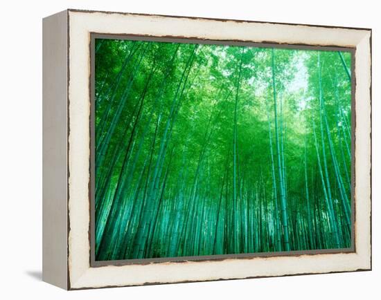 Bamboo Forest, Sagano, Kyoto, Japan-null-Framed Premier Image Canvas