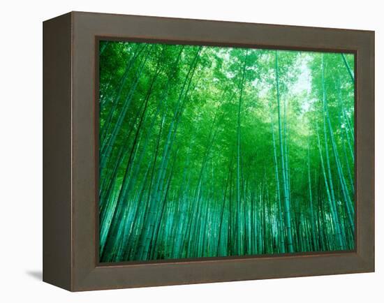 Bamboo Forest, Sagano, Kyoto, Japan-null-Framed Premier Image Canvas