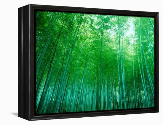 Bamboo Forest, Sagano, Kyoto, Japan-null-Framed Premier Image Canvas