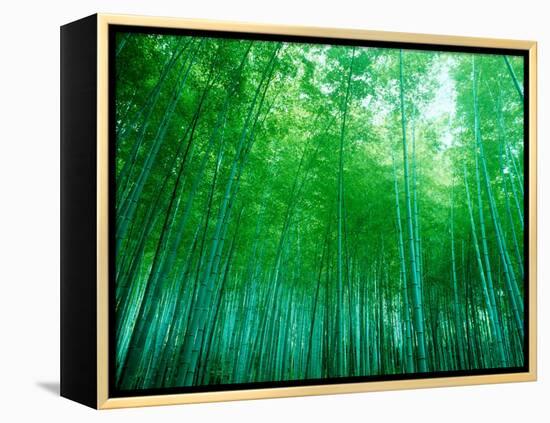 Bamboo Forest, Sagano, Kyoto, Japan-null-Framed Premier Image Canvas