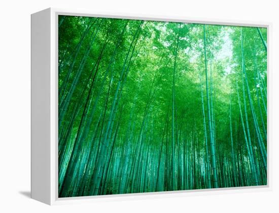 Bamboo Forest, Sagano, Kyoto, Japan-null-Framed Premier Image Canvas