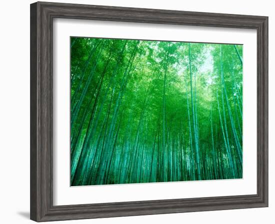 Bamboo Forest, Sagano, Kyoto, Japan-null-Framed Photographic Print