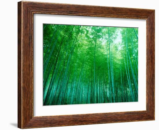 Bamboo Forest, Sagano, Kyoto, Japan-null-Framed Photographic Print