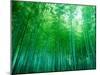 Bamboo Forest, Sagano, Kyoto, Japan-null-Mounted Photographic Print