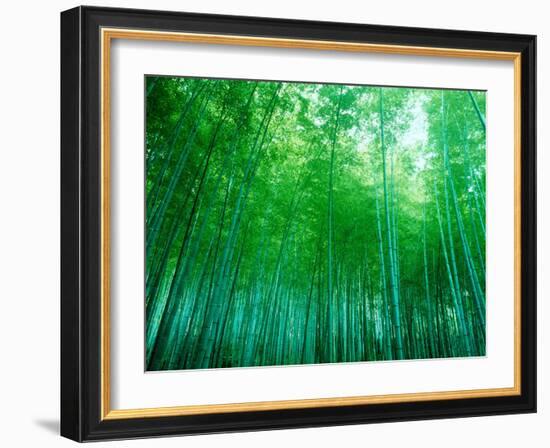 Bamboo Forest, Sagano, Kyoto, Japan-null-Framed Photographic Print