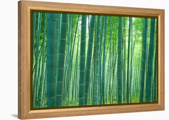 Bamboo Forest, Sagano, Kyoto, Japan-null-Framed Premier Image Canvas