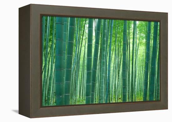 Bamboo Forest, Sagano, Kyoto, Japan-null-Framed Premier Image Canvas