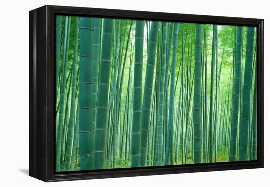 Bamboo Forest, Sagano, Kyoto, Japan-null-Framed Premier Image Canvas