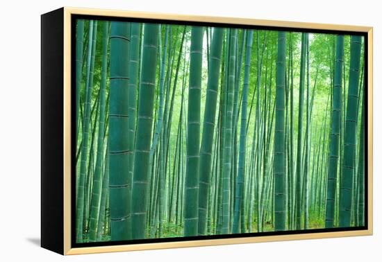 Bamboo Forest, Sagano, Kyoto, Japan-null-Framed Premier Image Canvas