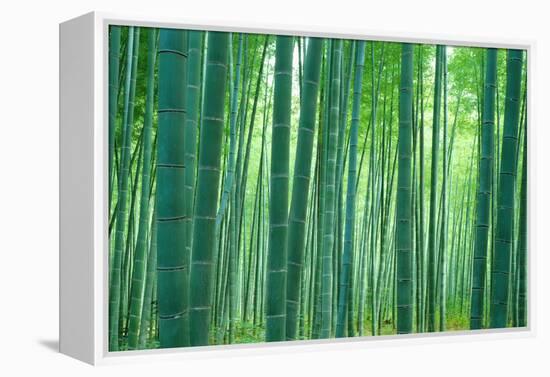 Bamboo Forest, Sagano, Kyoto, Japan-null-Framed Premier Image Canvas