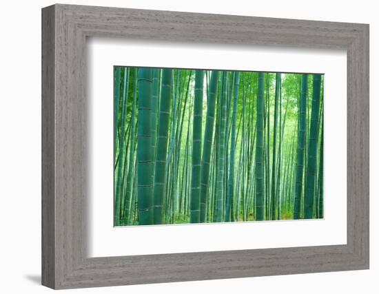 Bamboo Forest, Sagano, Kyoto, Japan-null-Framed Photographic Print