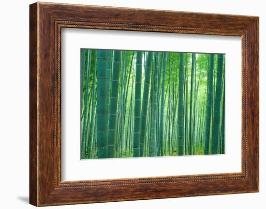 Bamboo Forest, Sagano, Kyoto, Japan-null-Framed Photographic Print